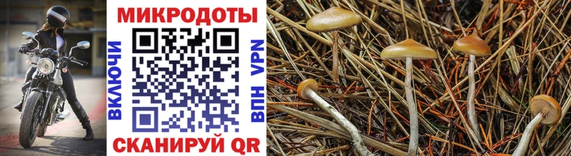 Галлюциногенные грибы Psilocybe  как найти закладки  Ясногорск 